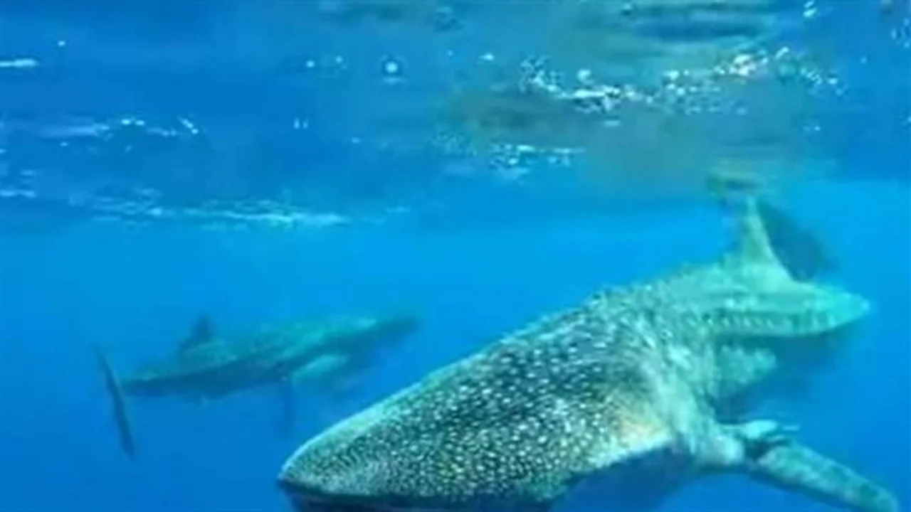 تهديد بالانقراض.. كيف تنقذ السياحة البيئية القرش الحوتي من ثامن أخطر أزمة؟